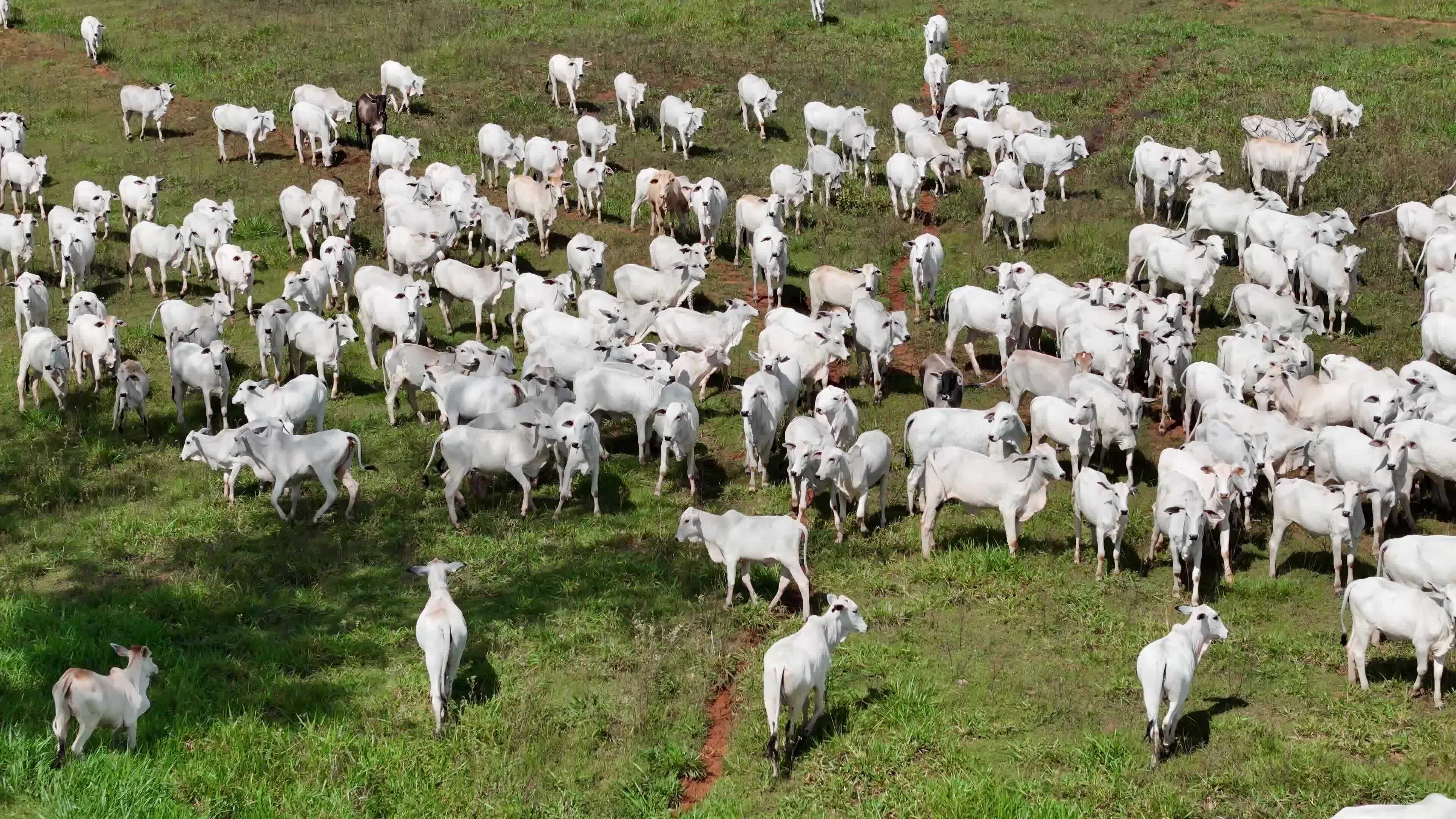 Ovinos e caprinos