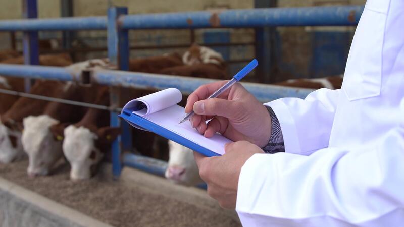 Processo veterinário